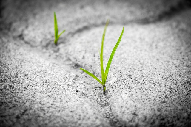 Effectieve manieren om onkruid in je tuin te bestrijden