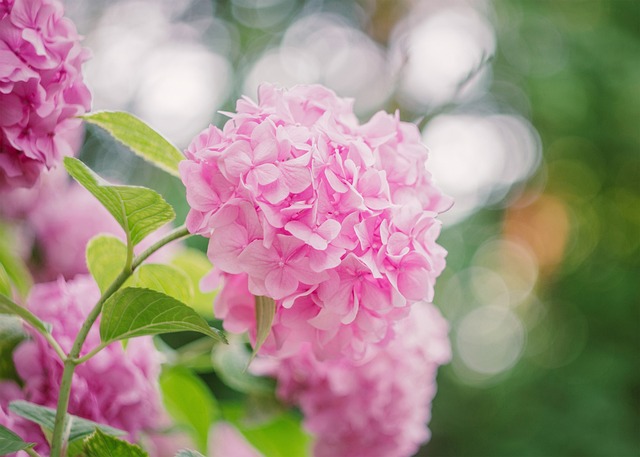 Klimhortensia: tips voor een weelderige tuinmuur